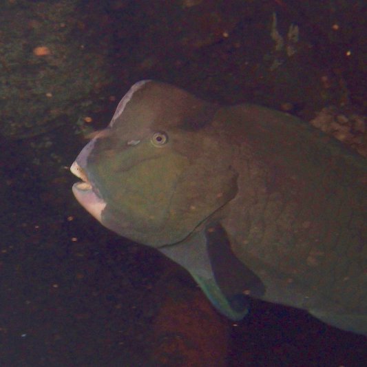 Photos of the Month - June 2021 A Bumphead Parrotfish inside a Liberty Ship courtesy of Sarah S.