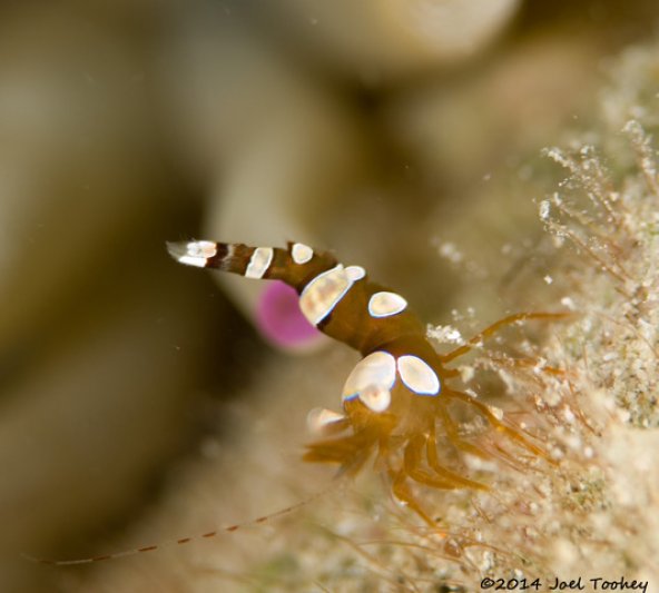 Photos of the Month - July 2021 Squat Anemone Shrimp - courtesy of Joel T.