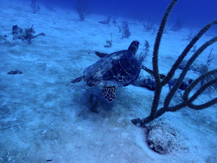 Little Cayman - 2022 