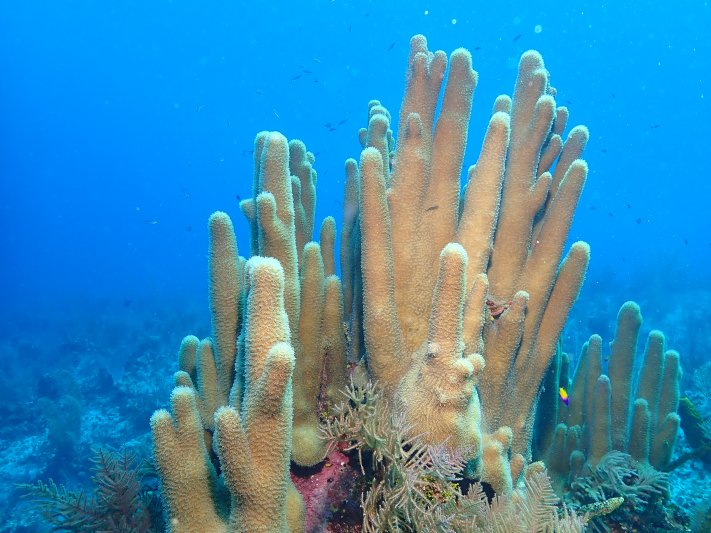 Little Cayman - 2022 